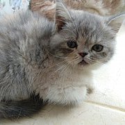 น้องแมวเอ็กโซติกแท้ ช้อทแฮร์ และลองแฮร์ พันธุ์แท้น่ารักแข็งแรงมาก ฉีดวัคซีนพร้อม...