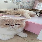 น้องแมวเอ็กโซติก ช้อทแฮร์ และลองแฮร์ พันธุ์แท้ น่ารัก แข็งแรงมาก ฉีดวัคซีน พร้อม...