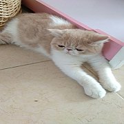 น้องแมวเอ็กโซติก ลองแฮร์ ช้อทแฮร์ พันธุ์แท้ น่ารัก แข็งแรง ฉีดวัคซีน พร้อมย้ายบ้...