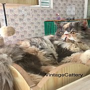 น้องแมวเอ็กโซติก ช้อทแฮร์ ลองแฮร์ พันธุ์แท้ น่ารัก แข็งแรง ฉีดวัคซีน พร้อมย้ายบ้...