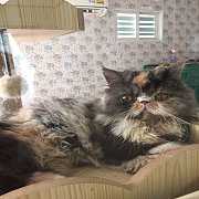 น้องแมวเอ็กโซติก ช้อทแฮร์ ลองแฮร์ พันธุ์แท้ น่ารัก แข็งแรง ฉีดวัคซีน พร้อมย้ายบ้...