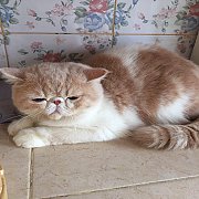 น้องแมวเอ็กโซติก ช้อทแฮร์ และลองแฮร์ พันธุ์แท้ น่ารัก แข็งแรง ฉีดวัคซีน พร้อมย้า...