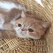 น้องแมวเอ็กโซติกพันธุ์แท้แข็งแรงมากน่ารักพร้อมย้ายบ้านจ้า