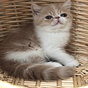 เอ็ก โซ ติก แมวพันธุ์แท้น่ารักแข็งแรงมากพร้อมย้ายบ้านจ้า