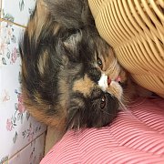 น้องแมวเอ็กโซติกพันธุ์แท้ น่ารัก แข็งแรงพร้อมย้ายบ้านจ้า