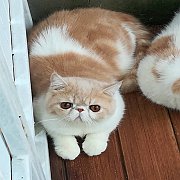 น้องแมวเอ็กโซติค ช้อทแฮร์ และลองแฮร์ พันธุ์แท้ น่ารัก แข็งแรง ฉีดวัคซีน พร้อมย้า...