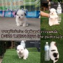 ชิสุห์ผสมชิวาว่า เพศเมีย แข็งแรงน่ารักเพียง 2300 เท่านั้นจ๊ะ