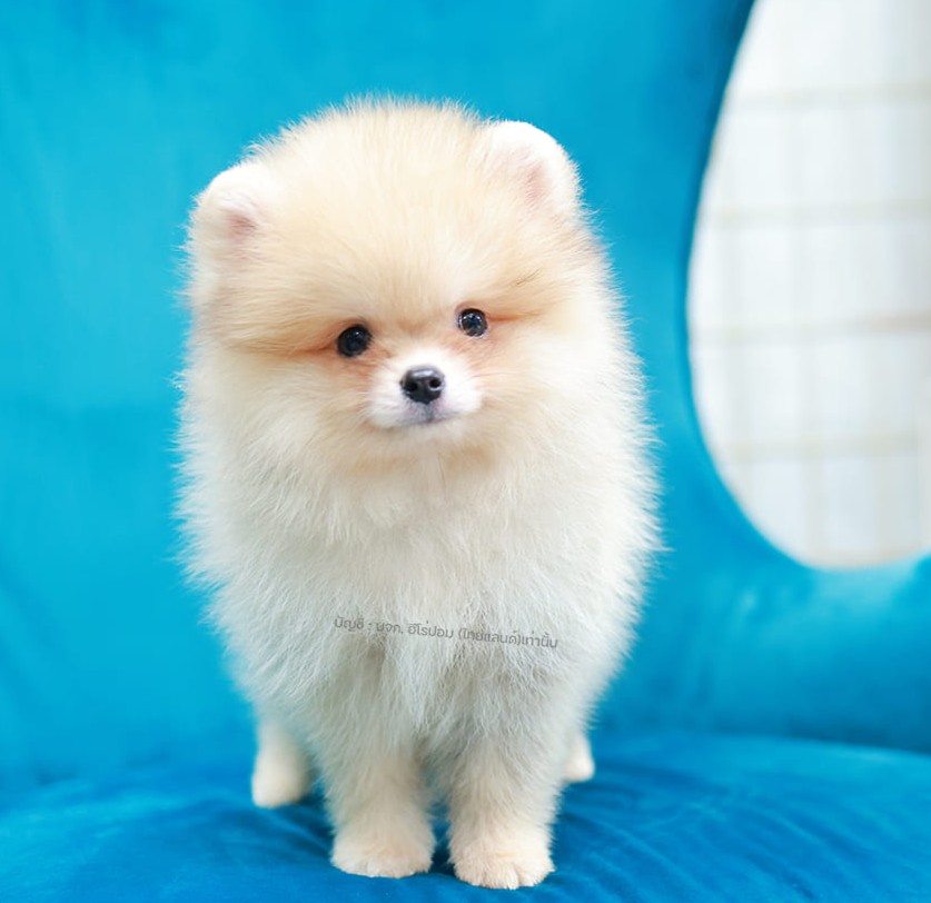 ปอมแท้ ปอมหน้าสั้น HRF-10463 เพศหญิง สีส้มครีม หนุ่มฮอต หน้าตาน่ารัก น่าเอ็นดูมา...