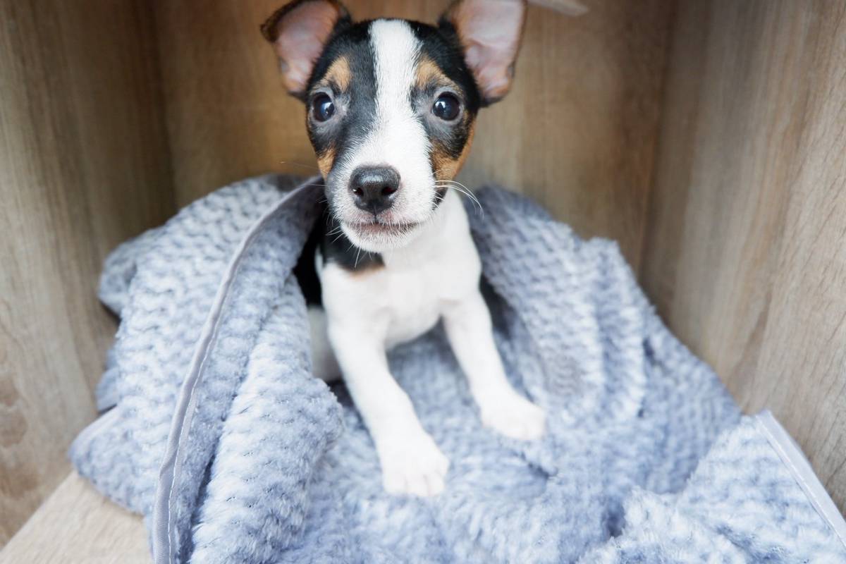 แจ๊ครัสเซลล์พันธุ์แท้ ตัวละ 4900 บาทครับ