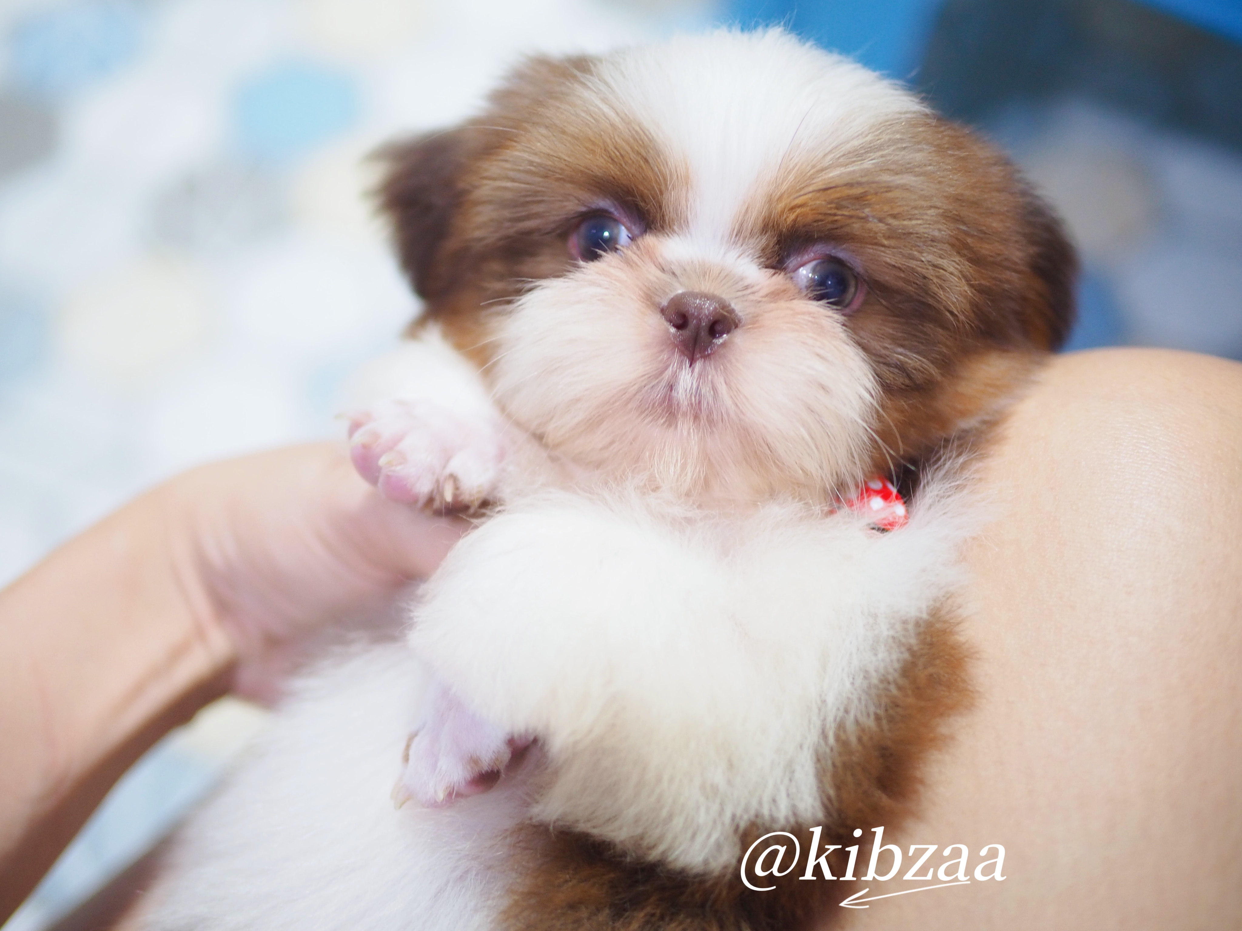 กิ๊ฟซ่า ชิสุแท้ 6900