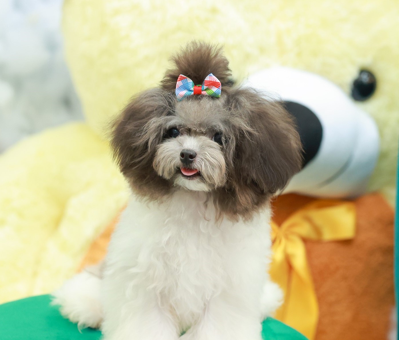 PDF-39943 เพศหญิง น้องพุลเดิ้ล ตัวเล็ก ขนนุ่ม น่ารักมากกก สอบถาม Line:@heropom,0...