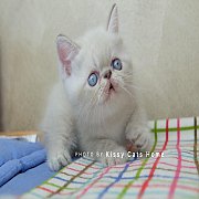 จองแล้ว exotic shorthair himalayan chocolate lynx point เอ็กซ์โซติก  ขนสั้น หิมา...