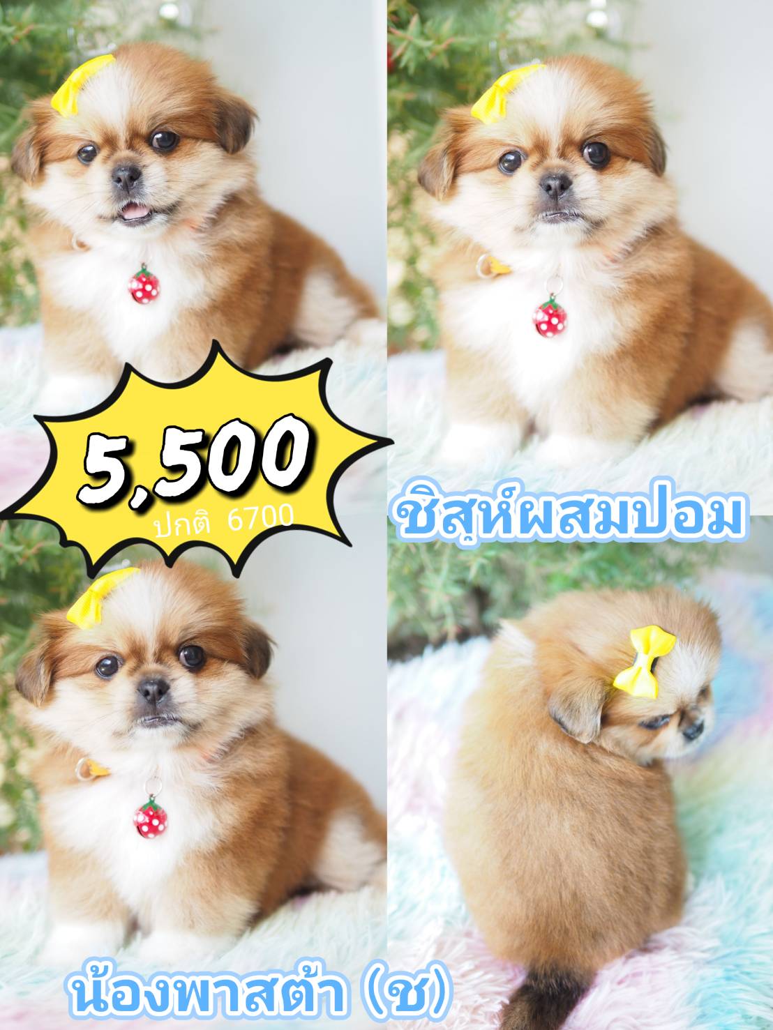 กิ๊ฟซ่า ชิสุปอม 5500