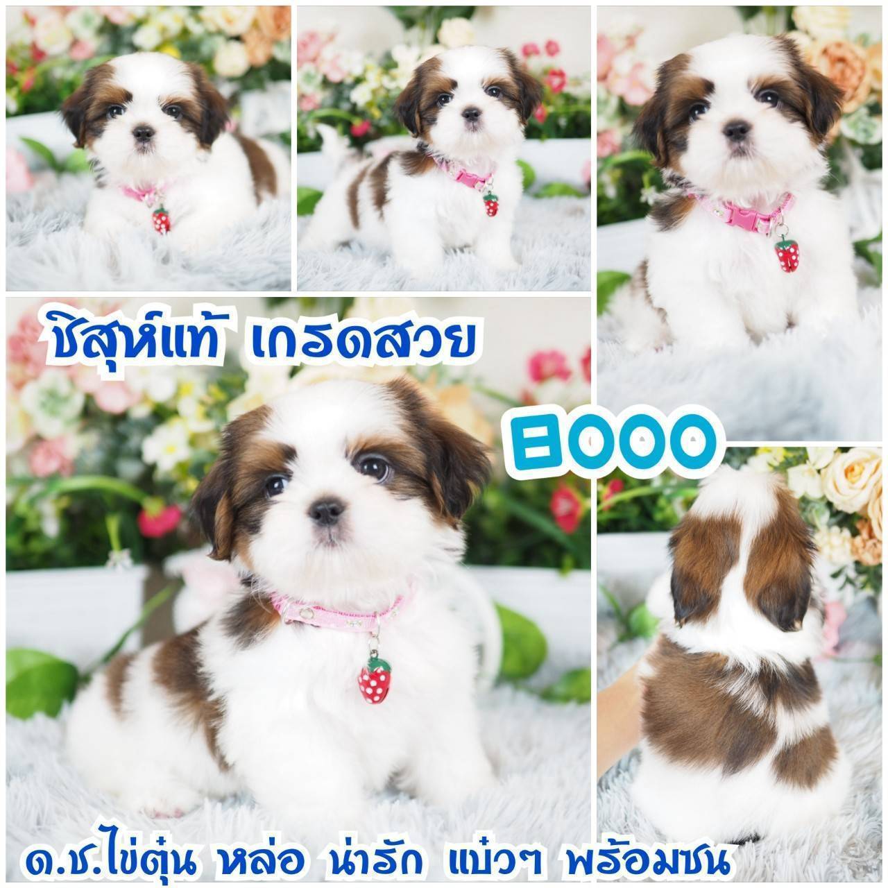 Kibzaa shihtzu