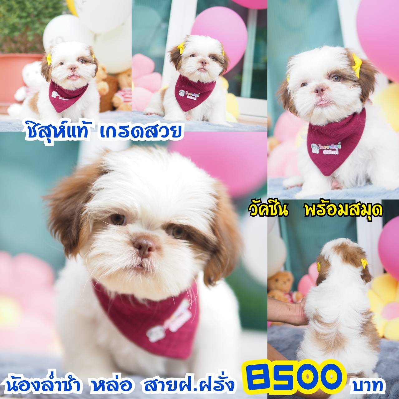 ❤️บ้านกิ๊ฟซ่า มีสมุดวัคซีน