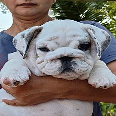 อิงลิชบลูด็อกเพศผู้สีขาว