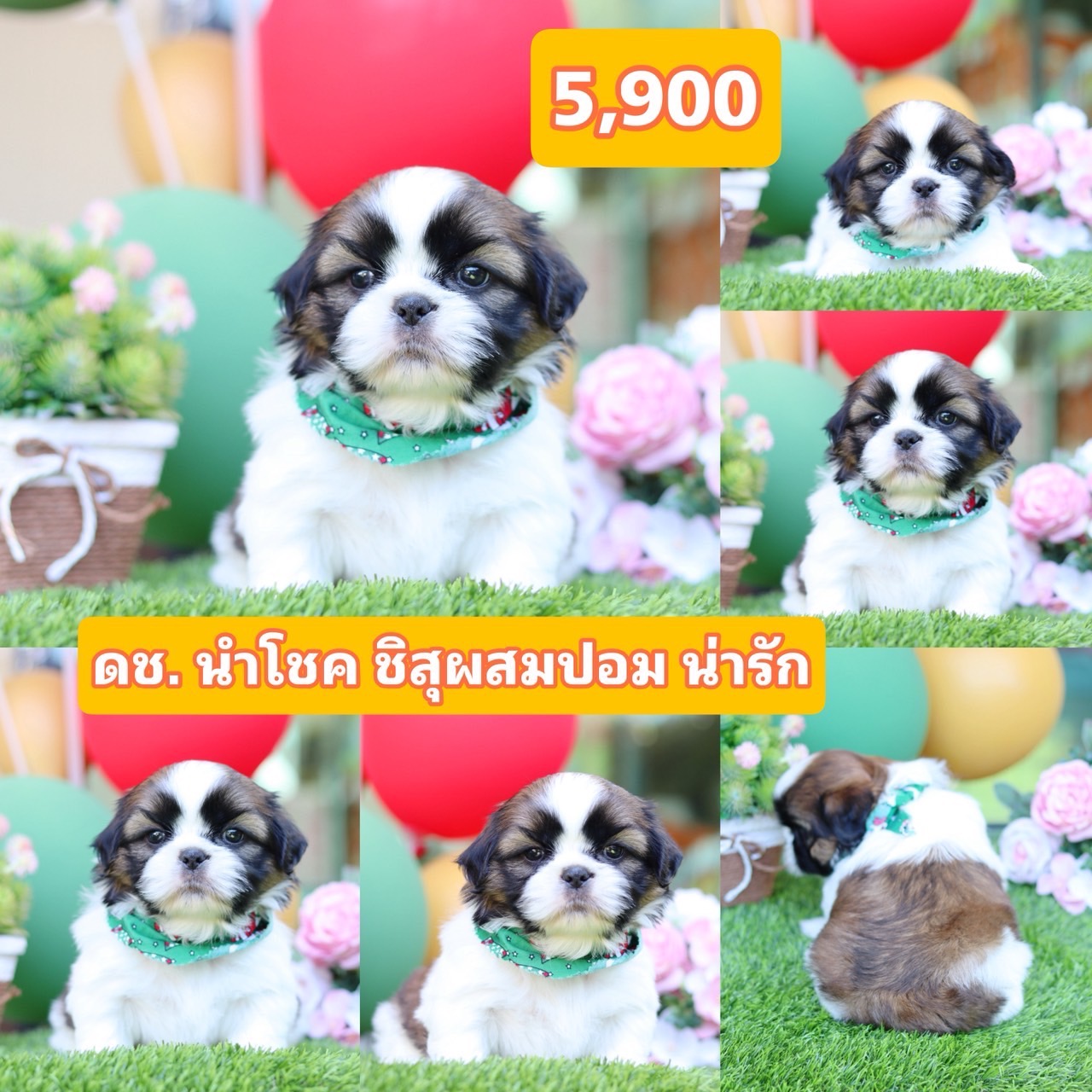 ชิสุผสมปอม