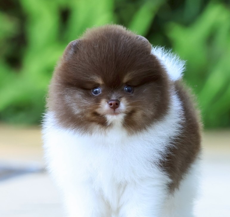 เปิดจอง ปอมแท้ ปอมเมอเรเนียน HRM-1 เพศชาย สีปาร์ตี้แทน