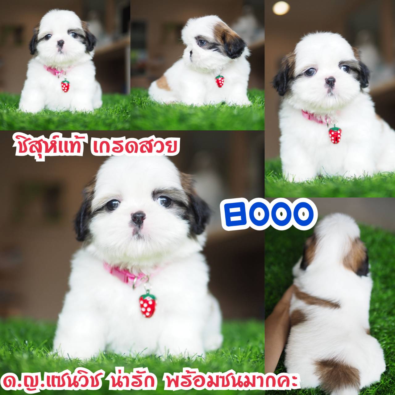 อาณาจักรกิ๊ฟซ่า แหล่งรวบรวม ชิสุห์ สุดน่ารัก