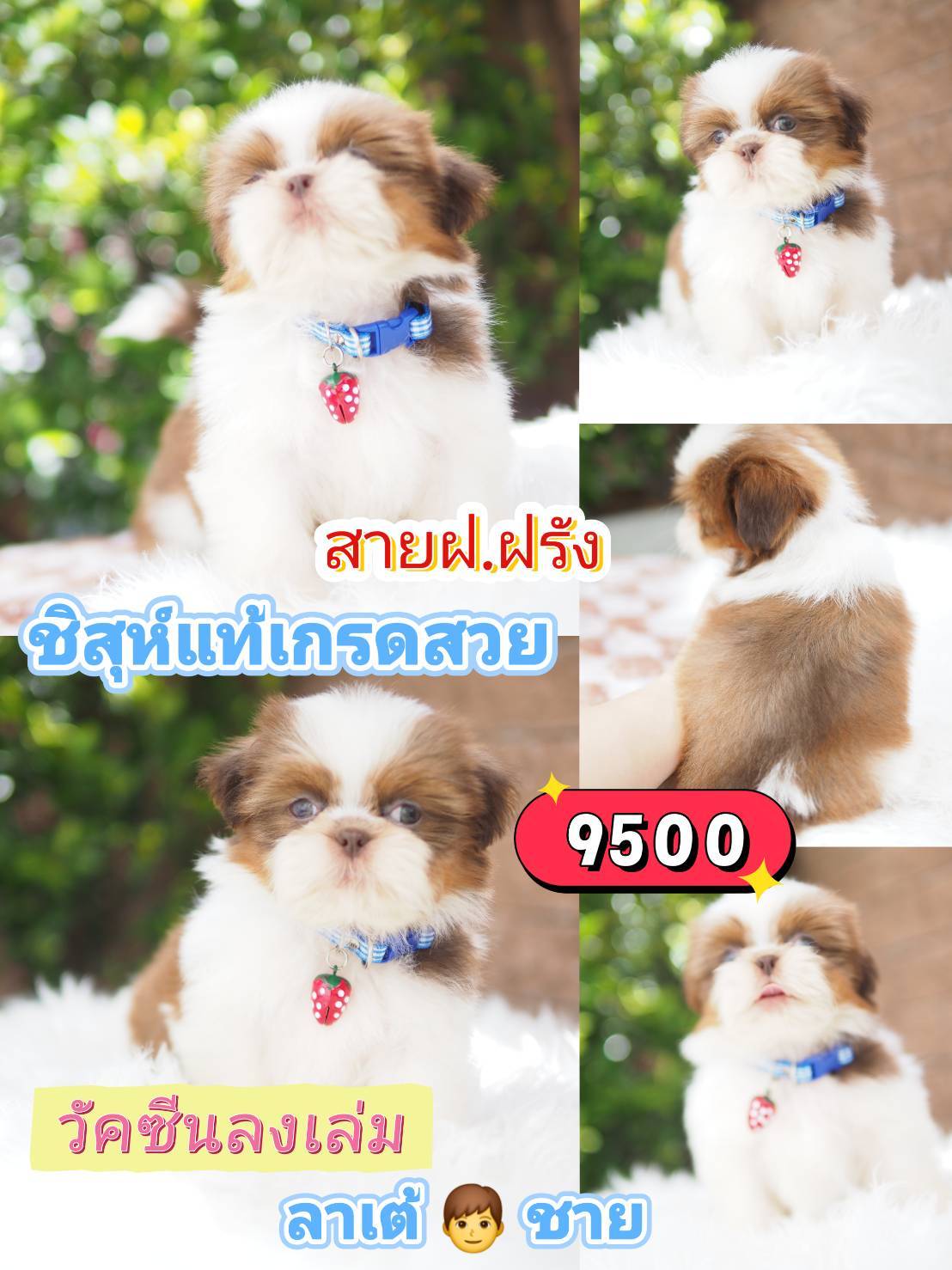กิ๊ฟซ่า วัคซีน❣️