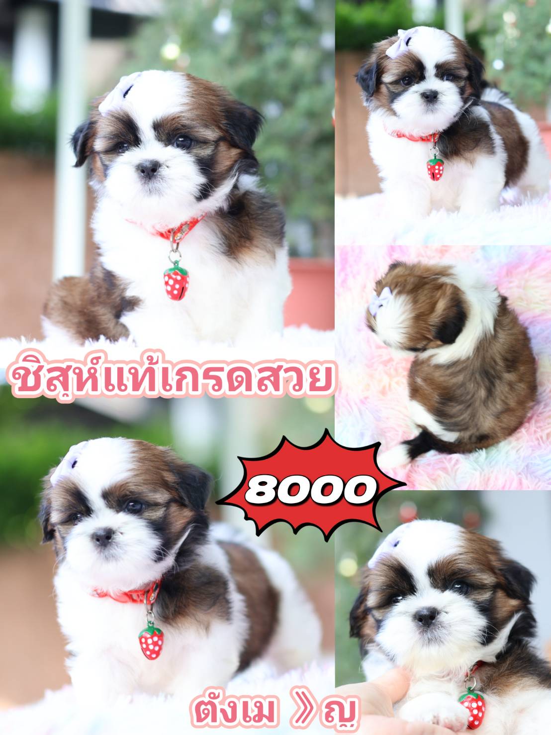 Kibzaa shihtzu
