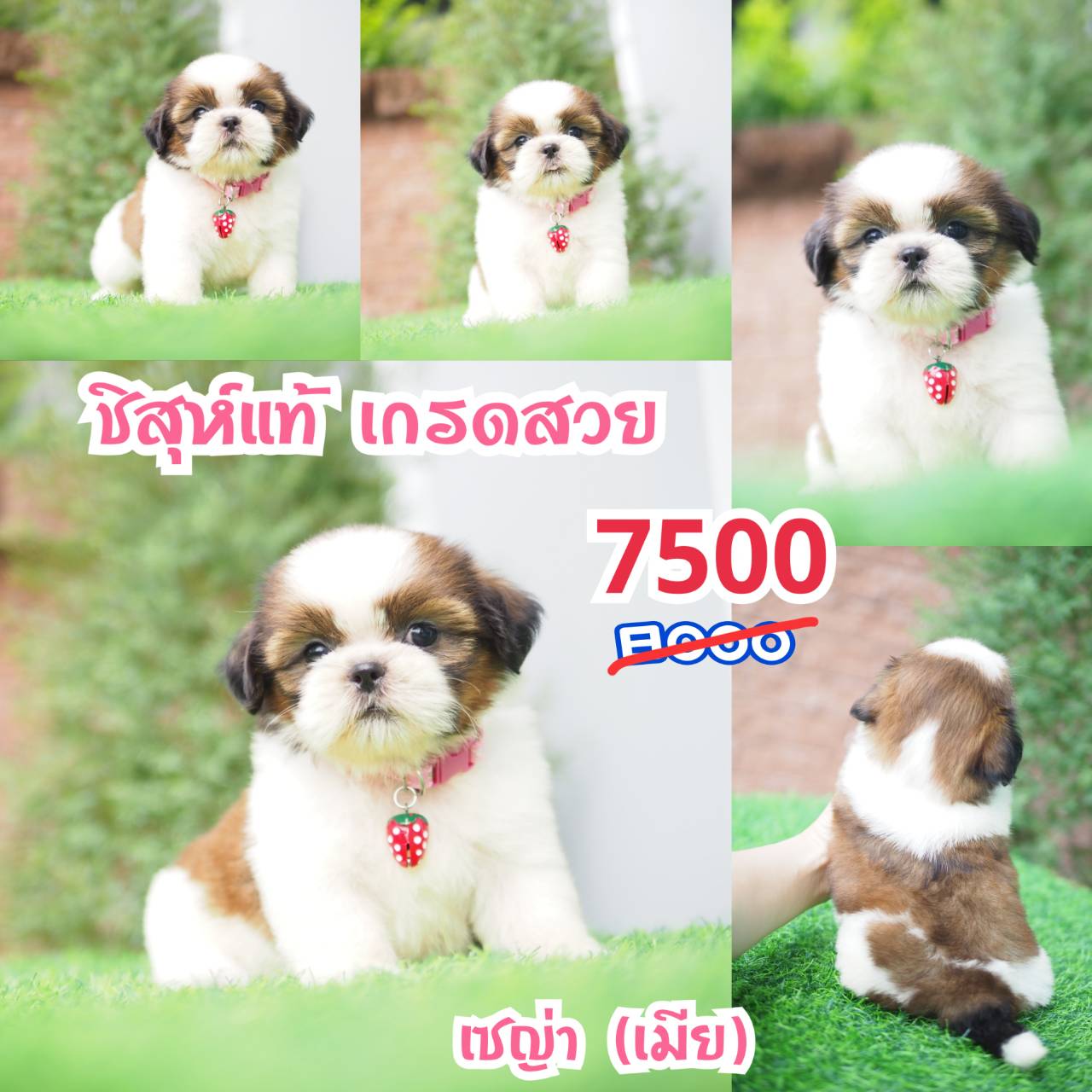 ชิสุแท้ กิ๊ฟซ่า