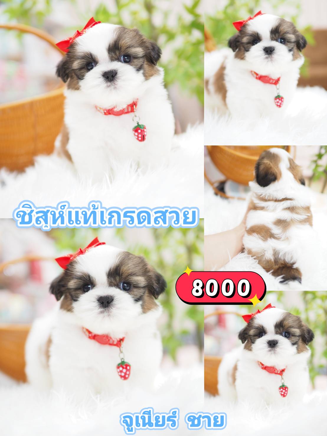 ชิสุแท้