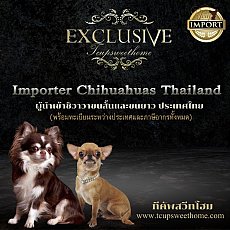🏆IMPORTER CHIHUAHUAS THAILAND(ุผู้นำเข้าชิวาวา ขนสั้นและขนยาว ประเทศไทย)