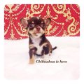 [Chihuahua Is Here] ช็อคแทน t-cup ขนสั้น สุดหล่อ  (SOLD)