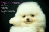 FYPOM KENNEL ขายน้อง Snowman เพศผู้ สีขาว ขนแน่นสองชั้น โครงสร้างดี