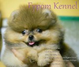 FYPOM KENNEL ขายน้อง Kowalski เพศเมีย สีส้ม-เซเบิ้ล ขนแน่น 