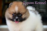 FYPOM KENNEL ขายน้อง C เพศผู้ สีปาร์ตี้ ขนแน่น โครงสร้างดี มีใบเพ็ดดิกรี 