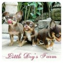 LITTLE DOG'S FARM : ชิวาวาขนยาว สีชอคโกแลต ตัวเลก มีคิ้วทีแก้ม มาร์คสวย น่าแบ๊ว...