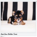 [Doozie-Deeva's Yorkies] ขายลูกยอร์คเชียร์ “น้องโอล่า" (Ole Ola) ยอร์คเพศผู...