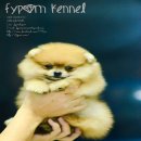 FYPOM KENNEL ขายน้อง Onigiri เพศผู้ ไซส์มาตรฐาน สีส้ม ขนแน่น โครงสร้างดี มีใบเพ็...