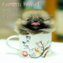 FYPOM KENNEL ขายน้อง Bavaria T-Cup  เพศเมีย สีส้ม ขนแน่น โครงสร้างดี มีใบเพ็ดดิก...