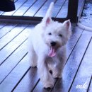 เวสตี้หนุ่มน้อยวัย7เดือนสายเลือดดีเพดดีกรีเต็มใบ