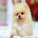 FYPOM KENNEL ขายน้อง Cream Cream เพศผู้ ไซส์มาตรฐาน สีครีม ขนแน่น โครงสร้างดี มี...