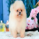 FYPOM KENNEL ขายน้อง Choux Cream เพศผู้ ไซส์มาตรฐาน สีครีม ขนแน่น โครงสร้างดี มี...