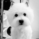 เปิดจองลูกสุนัขพันธ์ เวสตี้ ( Westie ) เกิด 18 ก.พ.59 พ่อเป็นไทยแลนด์แชมป์