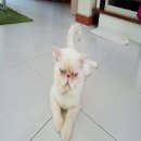 ขายพ่อพันธ์ exotic shorthair แท้ น่ารักสุดๆ