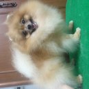 แบ่งขายแม่พันธุ์ลูกไทยแชมช์มีตัง