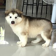 น้องหมาอลาสกัน เพศผู้ สีขาวเทา โครงสร้างใหญ่ ราคาไม่แพง จัดส่งฟรี