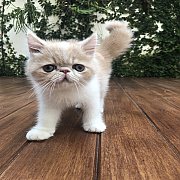 เอ็กโซติคช้อทแฮร์ Exotic Shorthair พันธุ์แท้มีใบเพ็ดฯ พร้อมย้ายบ้านจ้า