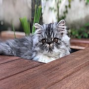 น้องแมวเอ็กโซติคช้อทแฮร์ ลองแฮร์ Exotic Shorthair Longhair พันธุ์แท้ พร้อมย้ายบ้...