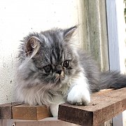 แมวเอ็กโซติคช้อทแฮร์ ลองแฮร์ Exotic Shorthair Longhair พันธ์ุแท้ ฉีดวัคซีน พร้อม...