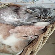 น้องแมวเอ็กโซติคช้อทแฮร์ ลองแฮร์ Exotic Shorthair Longhair พันธุ์แท้ ฉีดวัคซีน พ...