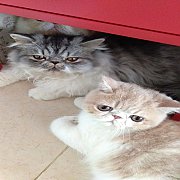 น้องแมวเอ็กโซติคช้อทแฮร์ ลองแฮร์ Exotic Shorthair Longhair พันธุ์แท้ พร้อมย้ายบ้...