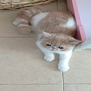 น้องแมว Exotic ShortHair LongHair เอ็กโซติคช้อทแฮร์ ลองแฮร์ พันธุ์แท้ ฉีดวัคซีน...