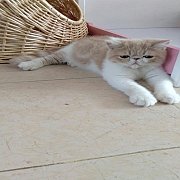 น้องแมว Exotic ShortHair LongHair เอ็กโซติคช้อทแฮร์ ลองแฮร์ น้องแมว พันธุ์แท้ ฉี...